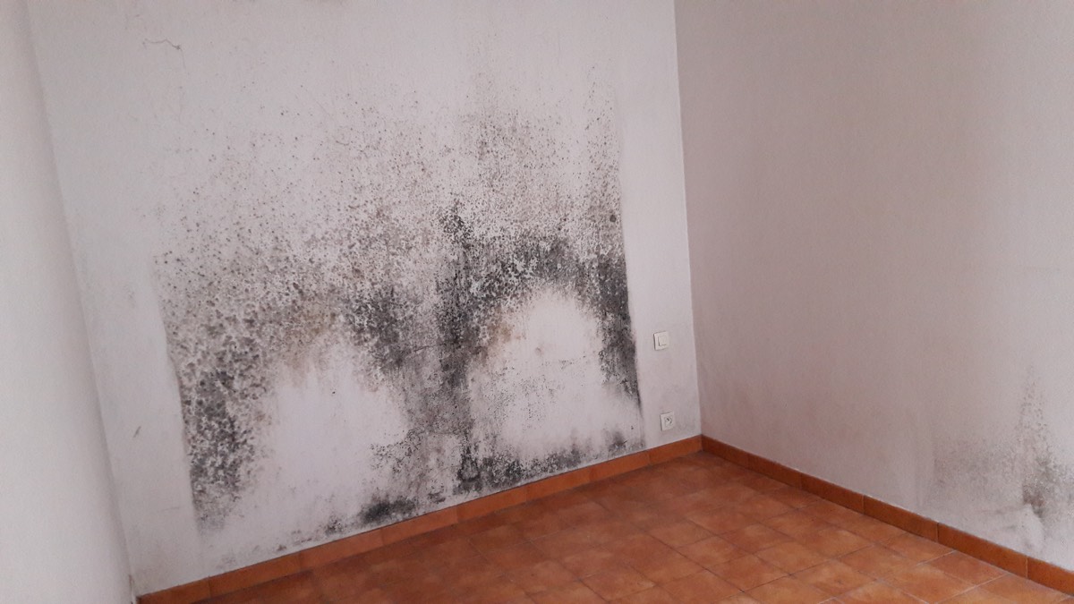 Moisissures - Expertise humidité à Évry-Courcouronnes